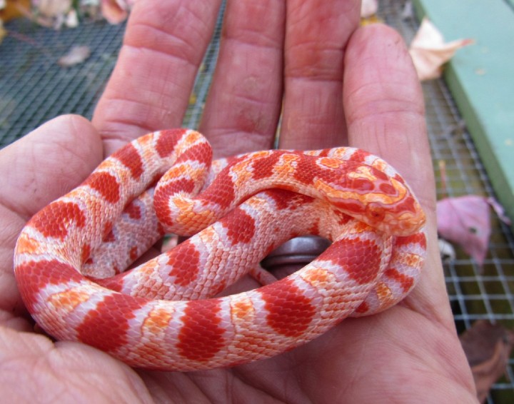 Reverse Okeetee Corn Snake